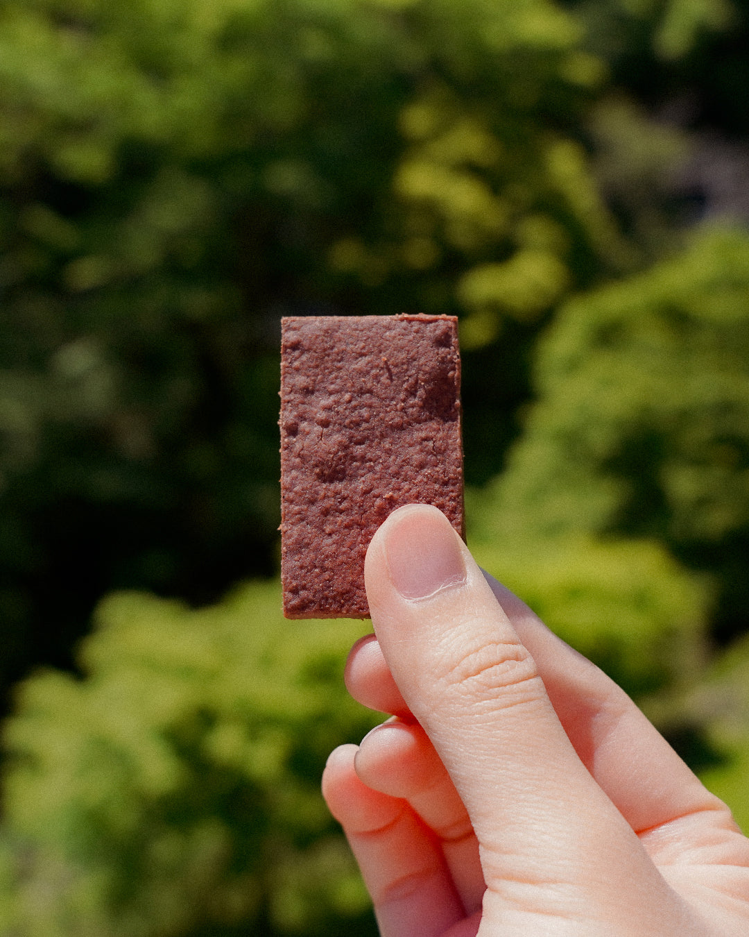 SORGAM COOKIE